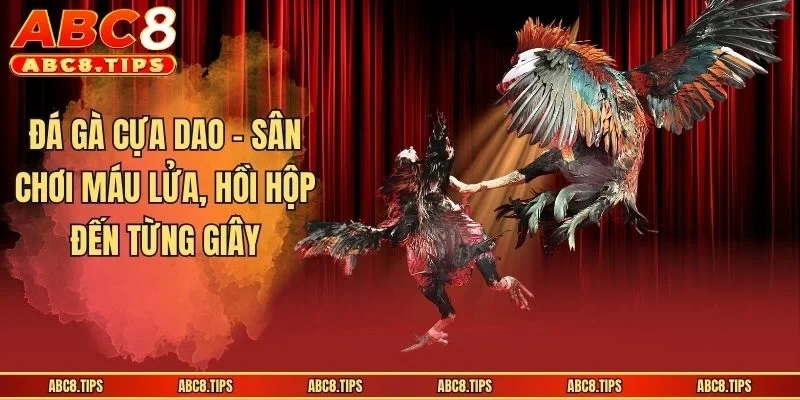 Đá Gà Cựa Dao - Sân Chơi Máu Lửa, Hồi Hộp Đến Từng Giây