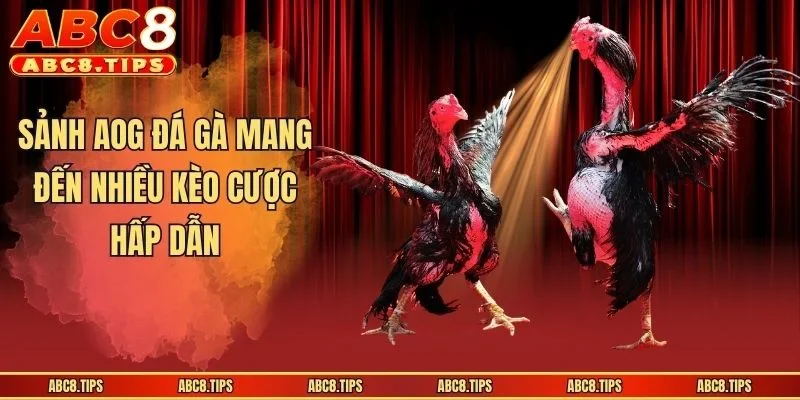 Sảnh AOG đá gà mang đến nhiều kèo cược hấp dẫn